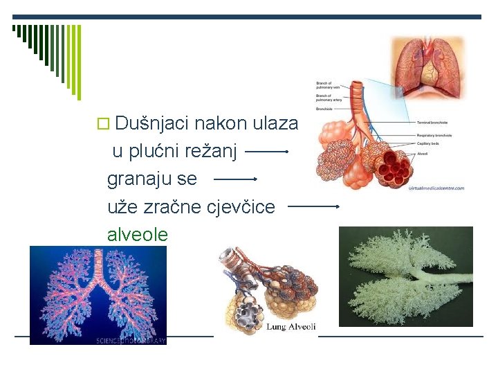 o Dušnjaci nakon ulaza u plućni režanj granaju se uže zračne cjevčice alveole 