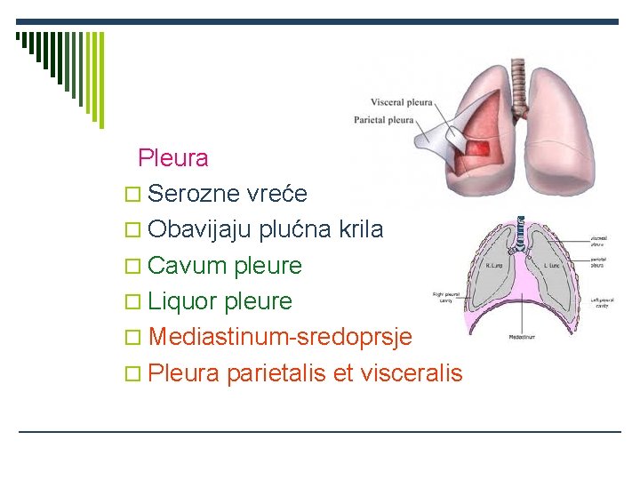 Pleura o Serozne vreće o Obavijaju plućna krila o Cavum pleure o Liquor pleure