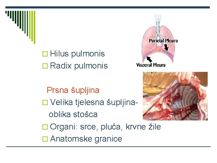 o Hilus pulmonis o Radix pulmonis Prsna šupljina o Velika tjelesna šupljinaoblika stošca o