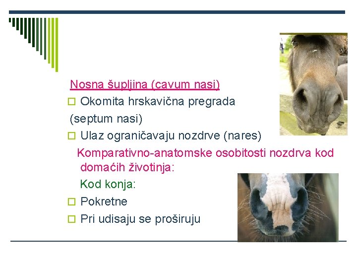 Nosna šupljina (cavum nasi) o Okomita hrskavična pregrada (septum nasi) o Ulaz ograničavaju nozdrve