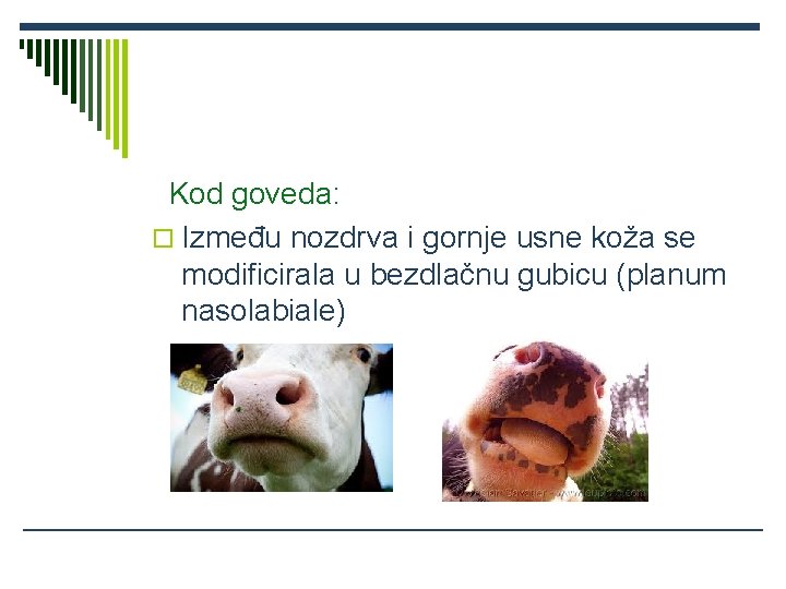 Kod goveda: o Između nozdrva i gornje usne koža se modificirala u bezdlačnu gubicu