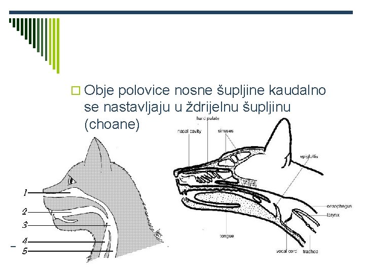 o Obje polovice nosne šupljine kaudalno se nastavljaju u ždrijelnu šupljinu (choane) 