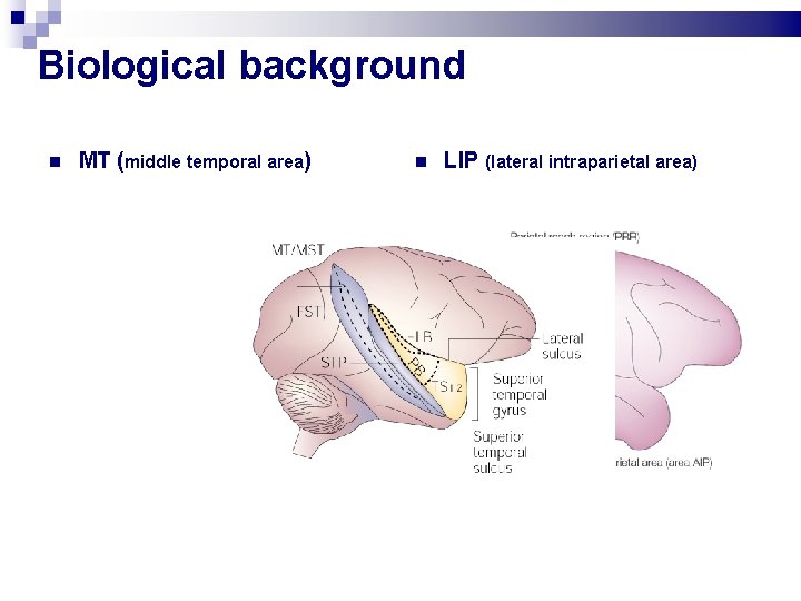 Biological background MT (middle temporal area) LIP (lateral intraparietal area) Biological background MT (middle temporal area) LIP (lateral intraparietal area)
