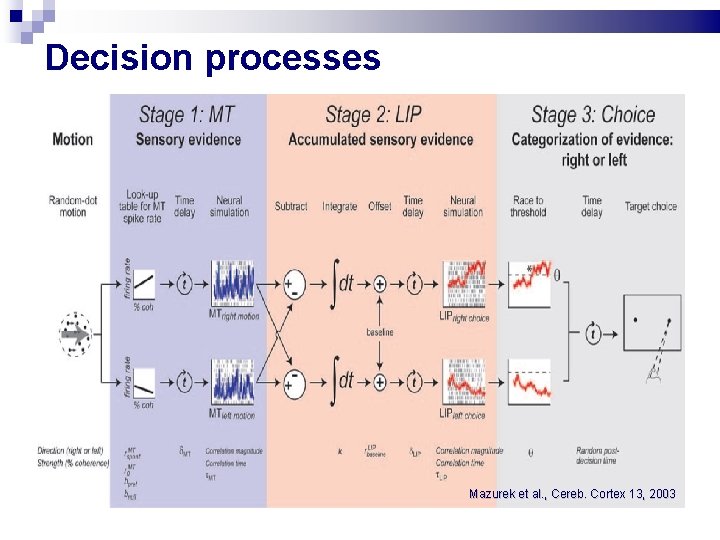 Decision processes Mazurek et al. , Cereb. Cortex 13, 2003 Decision processes Mazurek et al. , Cereb. Cortex 13, 2003