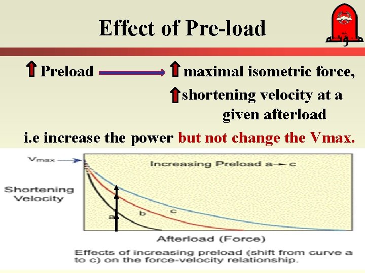 Effect of Pre-load Preload maximal isometric force, shortening velocity at a given afterload i.