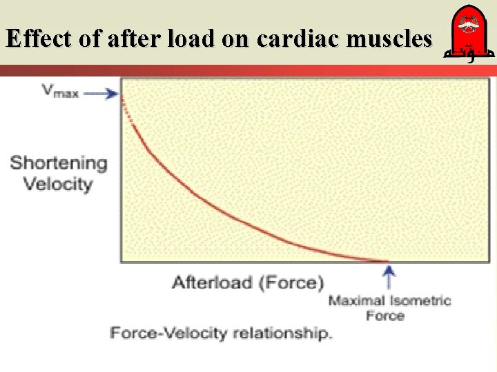 Effect of after load on cardiac muscles 