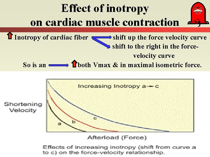 Effect of inotropy on cardiac muscle contraction Inotropy of cardiac fiber So is an