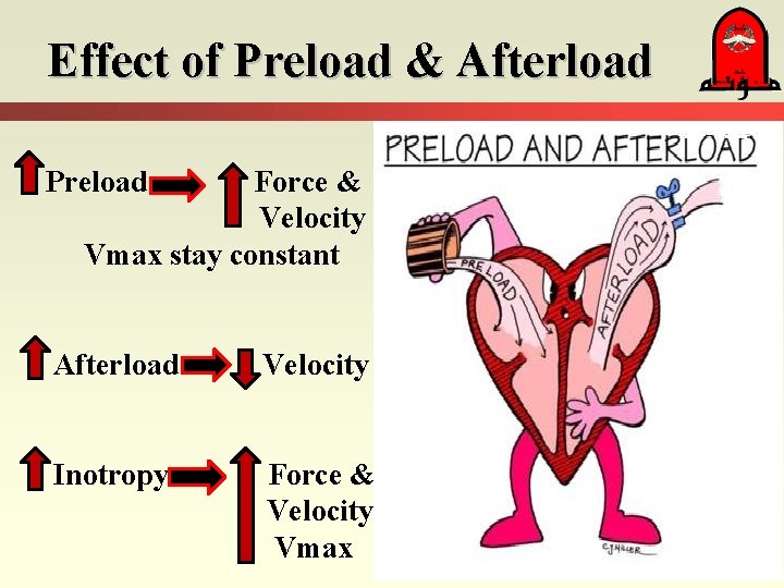Effect of Preload & Afterload Preload Force & Velocity Vmax stay constant Afterload Velocity