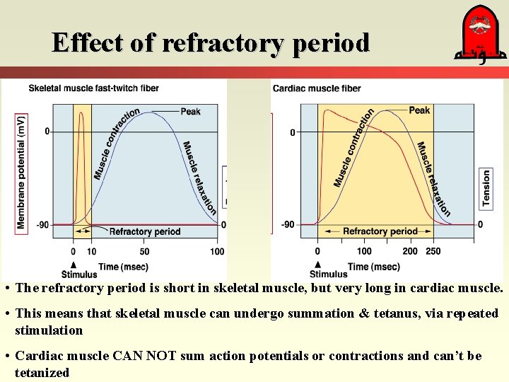 Effect of refractory period • The refractory period is short in skeletal muscle, but