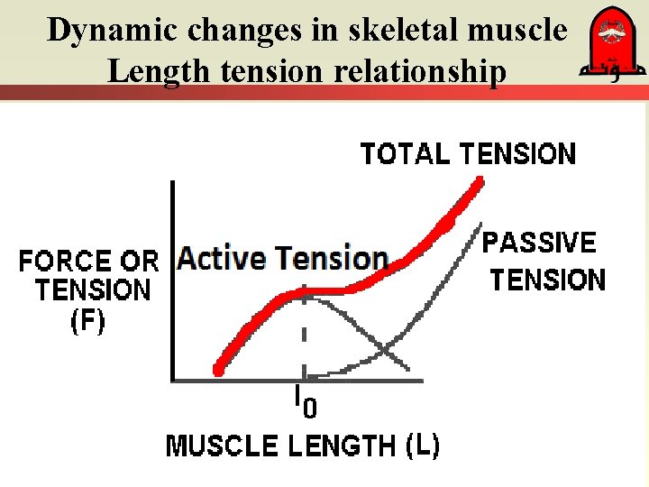 Dynamic changes in skeletal muscle Length tension relationship 