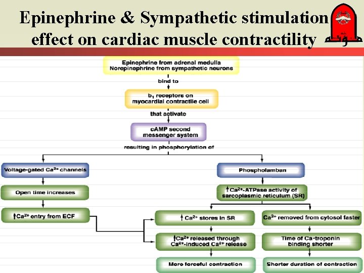Epinephrine & Sympathetic stimulation effect on cardiac muscle contractility 