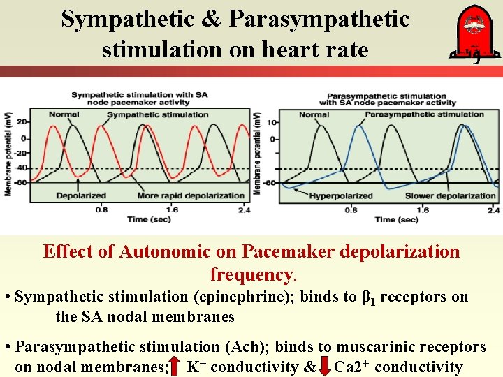 Sympathetic & Parasympathetic stimulation on heart rate Effect of Autonomic on Pacemaker depolarization frequency.