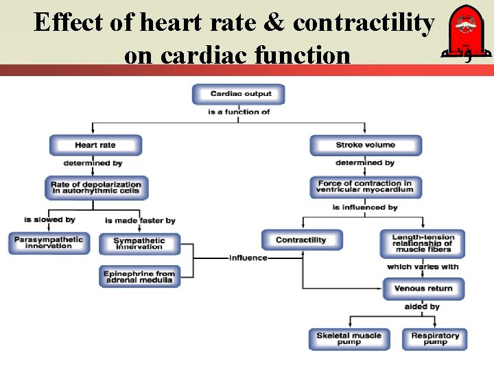 Effect of heart rate & contractility on cardiac function 