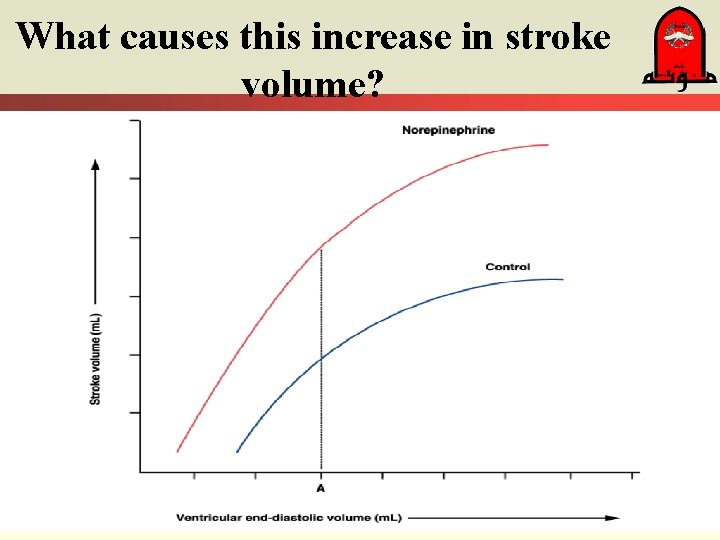 What causes this increase in stroke volume? 