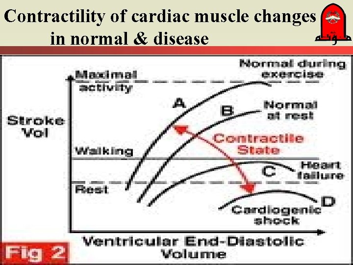 Contractility of cardiac muscle changes in normal & disease 