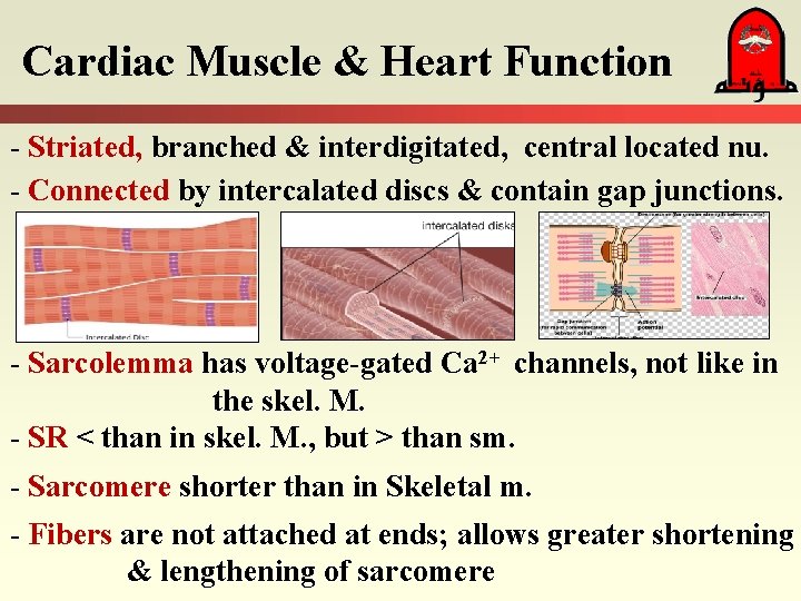 Cardiac Muscle & Heart Function - Striated, branched & interdigitated, central located nu. -