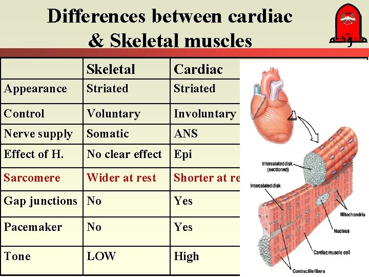Differences between cardiac & Skeletal muscles Skeletal Cardiac Appearance Striated Control Voluntary Involuntary Nerve