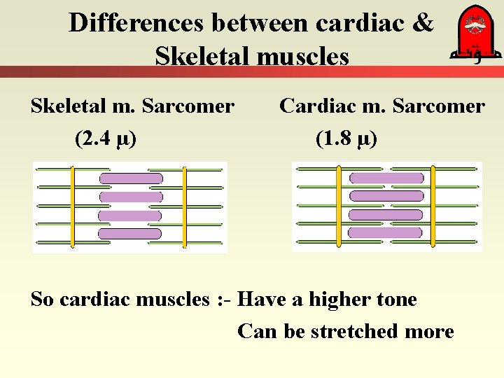 Differences between cardiac & Skeletal muscles Skeletal m. Sarcomer (2. 4 µ) Cardiac m.
