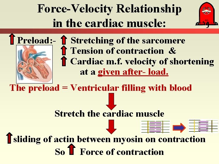 Force-Velocity Relationship in the cardiac muscle: Preload: - Stretching of the sarcomere Tension of