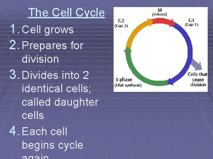 The Cell Cycle 1. Cell grows 2. Prepares for division 3. Divides into 2