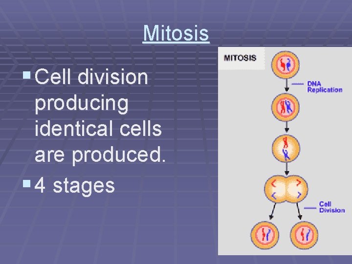 Mitosis § Cell division producing identical cells are produced. § 4 stages 