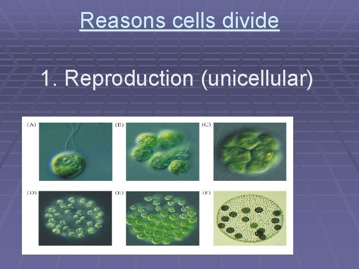 Reasons cells divide 1. Reproduction (unicellular) 