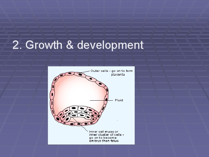 2. Growth & development 