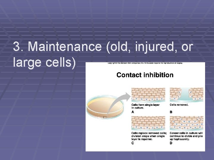 3. Maintenance (old, injured, or large cells) 