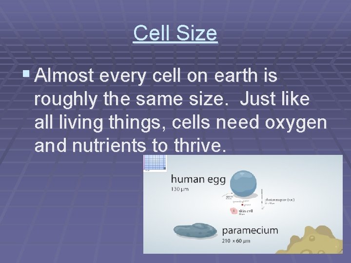Cell Size § Almost every cell on earth is roughly the same size. Just