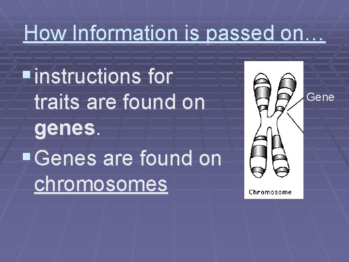 How Information is passed on… § instructions for traits are found on genes. §