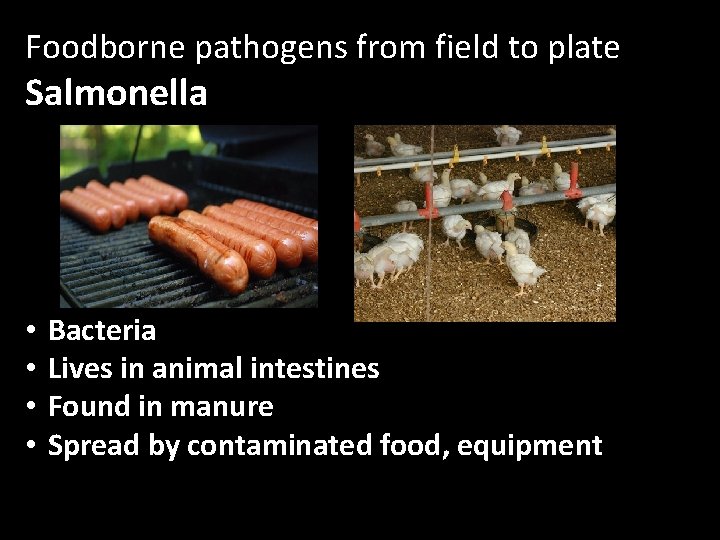 Foodborne pathogens from field to plate Salmonella • • Bacteria Lives in animal intestines