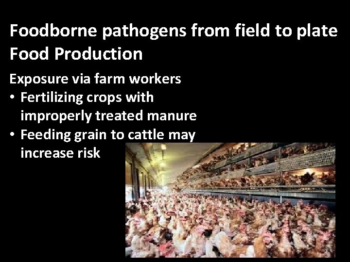 Foodborne pathogens from field to plate Food Production Exposure via farm workers • Fertilizing
