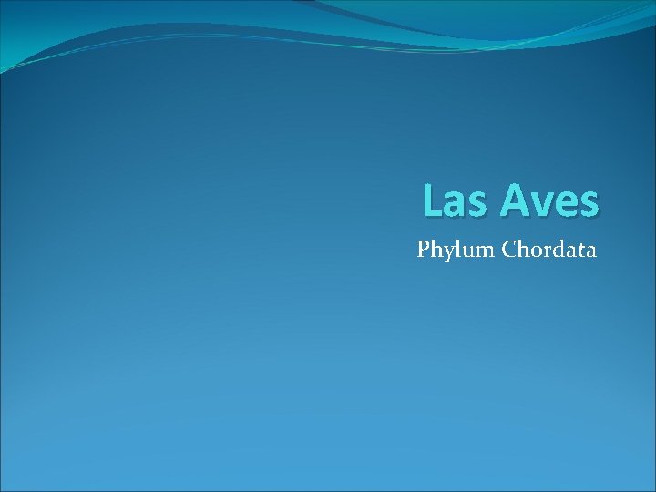 Las Aves Phylum Chordata 