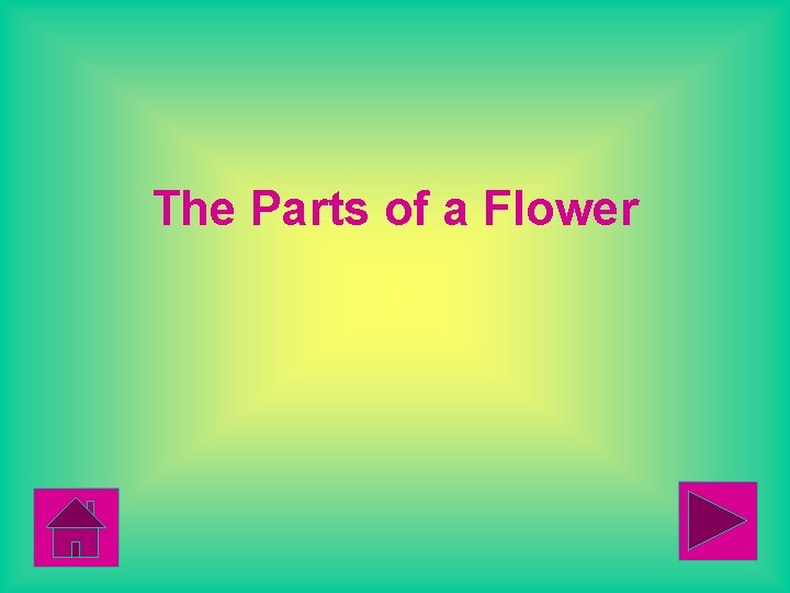 The Parts of a Flower 