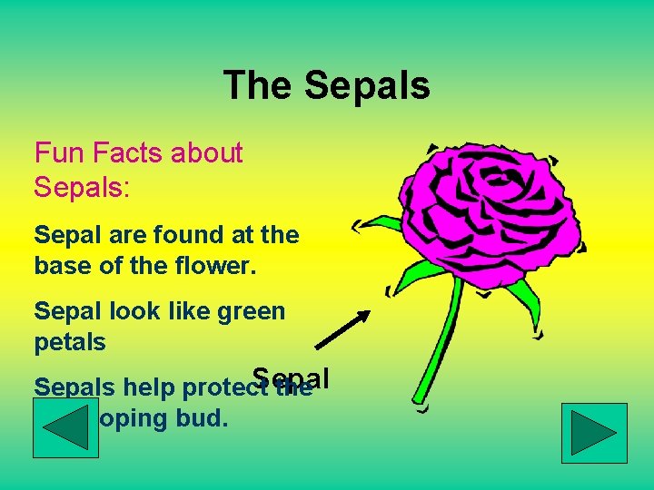 The Sepals Fun Facts about Sepals: Sepal are found at the base of the