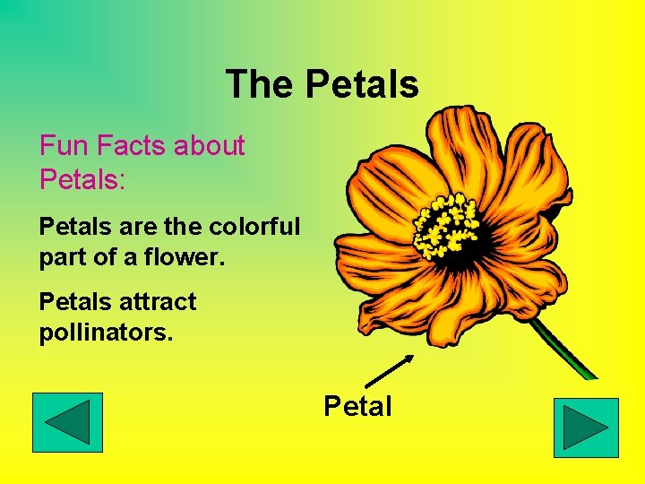 The Petals Fun Facts about Petals: Petals are the colorful part of a flower.