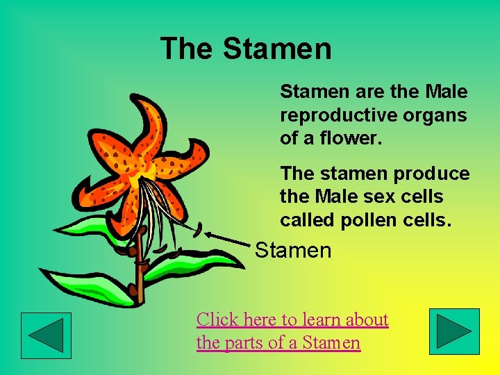 The Stamen are the Male reproductive organs of a flower. The stamen produce the