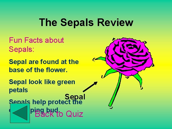 The Sepals Review Fun Facts about Sepals: Sepal are found at the base of