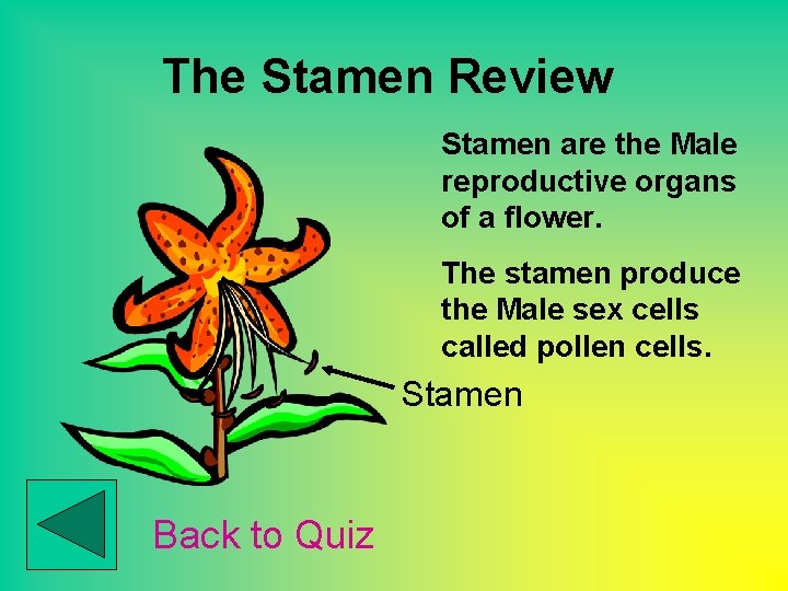 The Stamen Review Stamen are the Male reproductive organs of a flower. The stamen