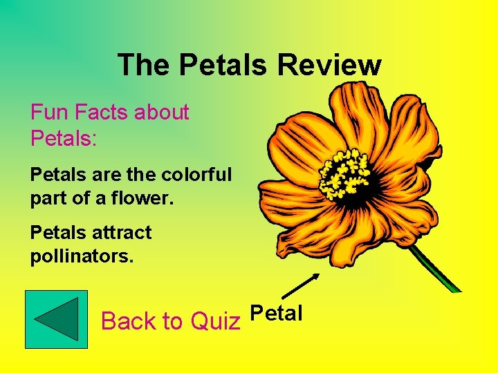 The Petals Review Fun Facts about Petals: Petals are the colorful part of a