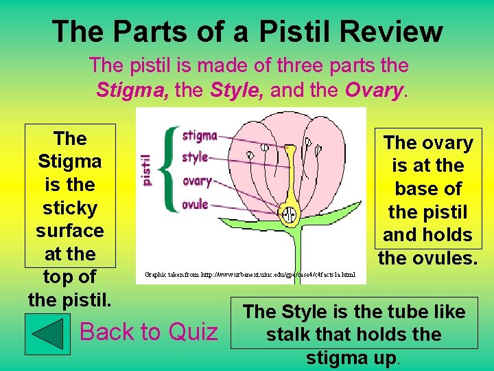 The Parts of a Pistil Review The pistil is made of three parts the