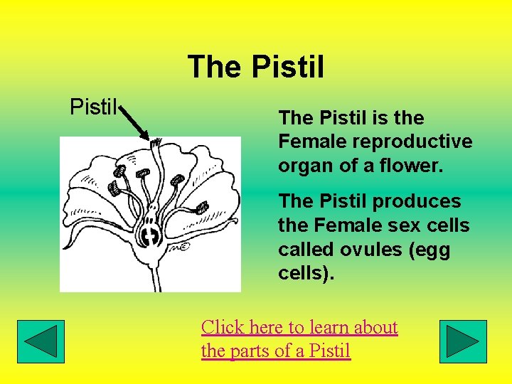 The Pistil is the Female reproductive organ of a flower. The Pistil produces the