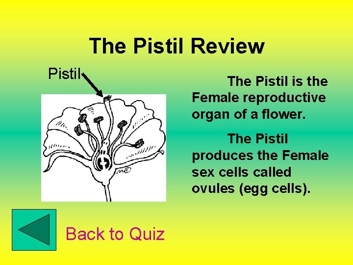 The Pistil Review Pistil The Pistil is the Female reproductive organ of a flower.