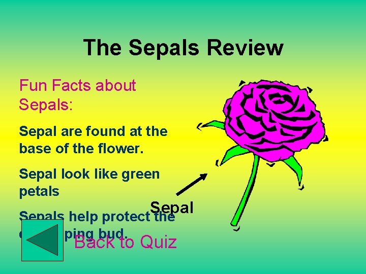 The Sepals Review Fun Facts about Sepals: Sepal are found at the base of