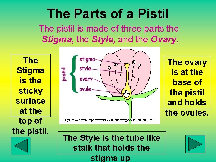 The Parts of a Pistil The pistil is made of three parts the Stigma,
