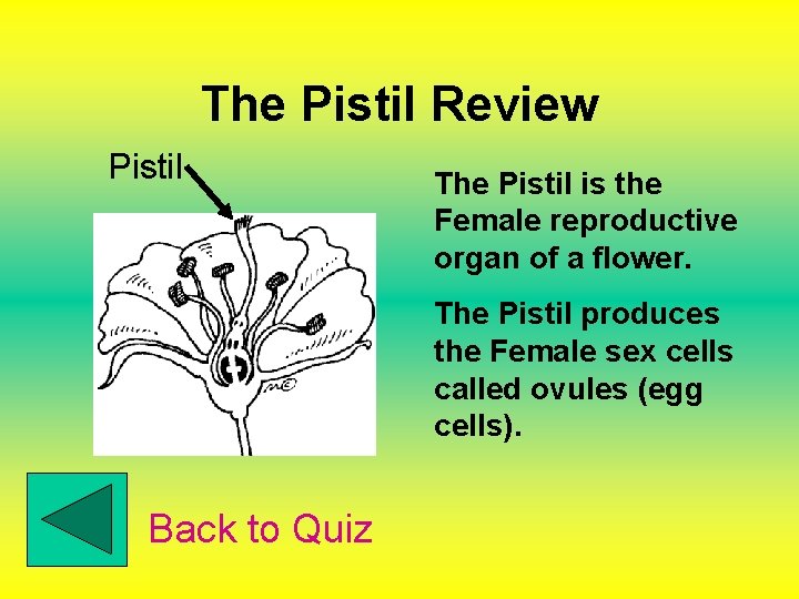 The Pistil Review Pistil The Pistil is the Female reproductive organ of a flower.