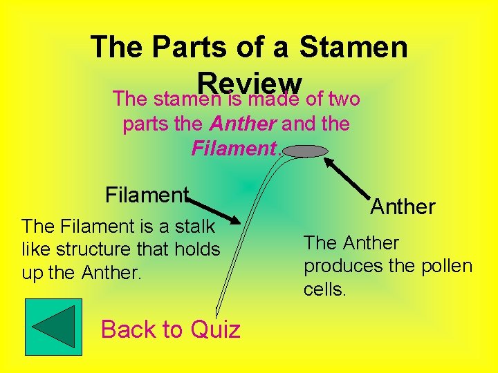 The Parts of a Stamen Review The stamen is made of two parts the