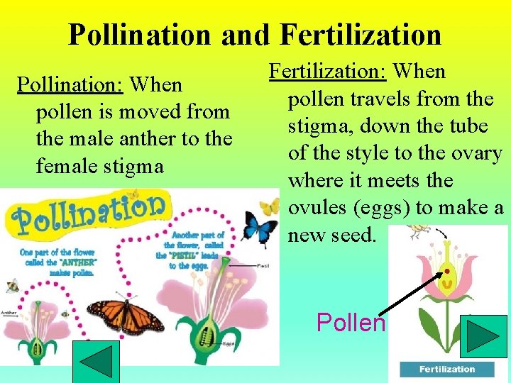 Pollination and Fertilization Pollination: When pollen is moved from the male anther to the