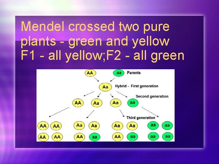 Mendel crossed two pure plants - green and yellow F 1 - all yellow;