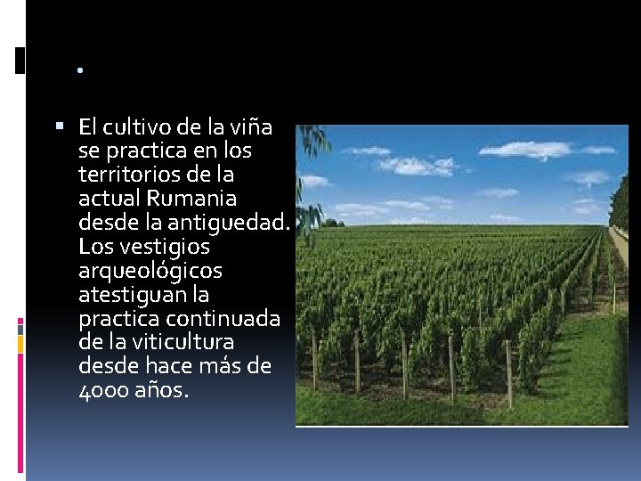 . El cultivo de la viña se practica en los territorios de la actual